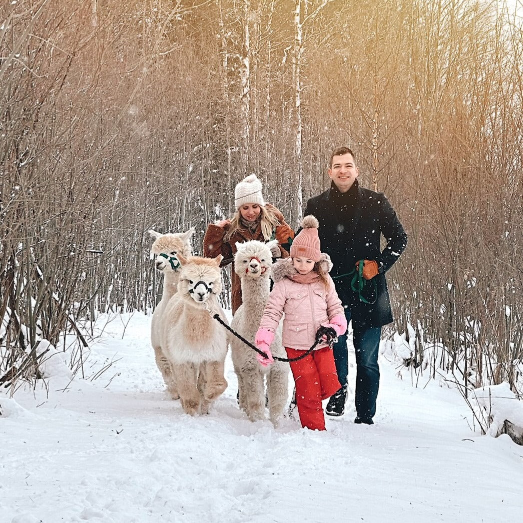 Jalutuskäik alpakadega