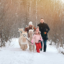Lataa kuva Galleria-katseluun, Kävely alpakoiden kanssa
