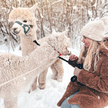 Lataa kuva Galleria-katseluun, Kävely alpakoiden kanssa
